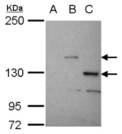 STK31 Antibody, Novus Biologicals 0.1mL; Unlabeled:Antibodies, Polyclonal