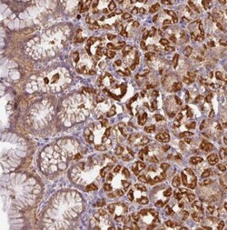 STK35 Antibody, Novus Biologicals 0.1mL; Unlabeled:Antibodies, Polyclonal