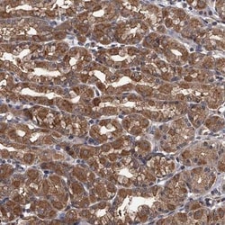 STK36 Antibody, Novus Biologicals:Antibodies:Primary Antibodies