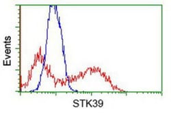 STK39 Antibody (OTI4E3), Novus Biologicals 0.1mL; Unlabeled:Antibodies,