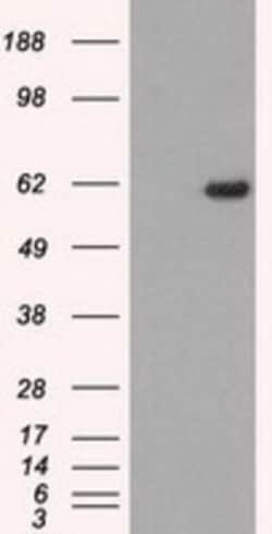 STK39 Antibody (OTI4E3), Novus Biologicals 0.1mL; Unlabeled:Antibodies,