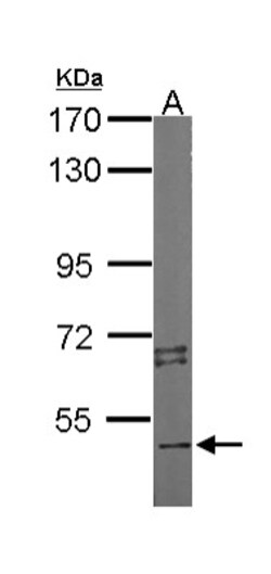 STK4 Antibody, Novus Biologicals 0.1mg; Unlabeled:Antibodies, Polyclonal
