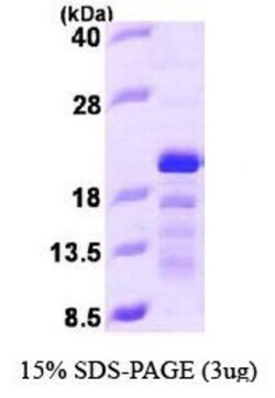 Novus Biologicals&trade;&nbsp;Recombinant Human STMN3 His Protein