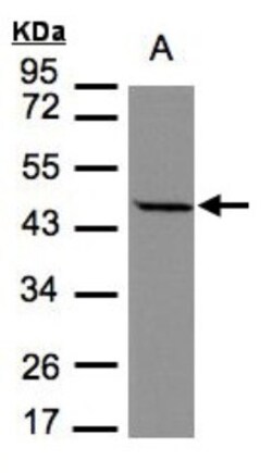 Stomatin-like protein 1 Antibody, Novus Biologicals 0.1mg; Unlabeled:Antibodies,