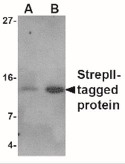 Strep II Tag Antibody - BSA Free, Novus Biologicals 0.025 mg | Buy Online | Novus Biologicals | Fisher Scientific