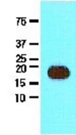 Streptavidin Antibody (1C2) - BSA Free, Novus Biologicals 0.1mL; Unlabeled:Antibodies,