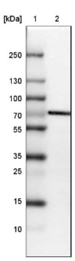 STRIP1 Antibody, Novus Biologicals 0.1mL; Unlabeled:Antibodies, Polyclonal