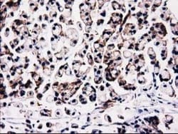 STRIP1 Antibody (OTI7B8), Novus Biologicals 0.1 mL | Buy Online | Novus Biologicals | Fisher Scientific