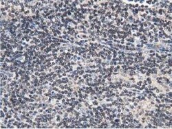 STRIP1 Antibody (OTI7B8), Novus Biologicals 0.1 mL | Buy Online | Novus Biologicals | Fisher Scientific