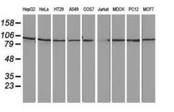 STRIP1 Antibody (OTI7B8), Novus Biologicals 0.1 mL | Buy Online | Novus Biologicals | Fisher Scientific