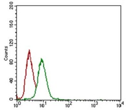 STRO-1 Antibody (STRO-1), Novus Biologicals:Antibodies:Primary Antibodies