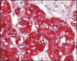STYK1 Antibody (2H2F10), Novus Biologicals 0.1mL; Unlabeled:Antibodies,