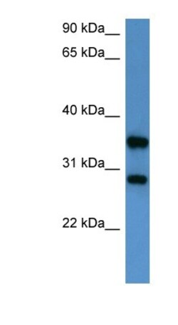 STYXL1 Antibody, Novus Biologicals:Antibodies:Primary Antibodies