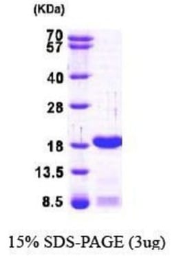 Novus Biologicals&trade;&nbsp;Recombinant Human SUB1 His Protein