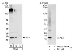 SUB1 Antibody, Novus Biologicals 0.10 Milliliter | Buy Online | Novus Biologicals | Fisher Scientific