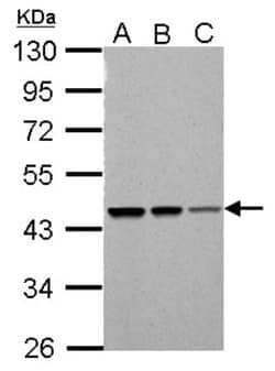 SUG1 Antibody, Novus Biologicals 100 &mu;L | Buy Online | Novus Biologicals | Fisher Scientific