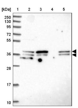 SUGT1 Antibody, Novus Biologicals 0.1mL; Unlabeled:Antibodies, Polyclonal