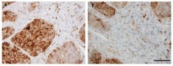Sulfatase-2/SULF2 Antibody (2B4) - BSA Free, Novus Biologicals 0.025mL;