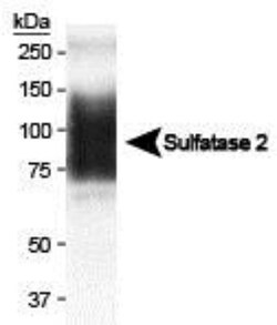 Sulfatase-2/SULF2 Antibody (2B4) - BSA Free, Novus Biologicals 0.025mL;