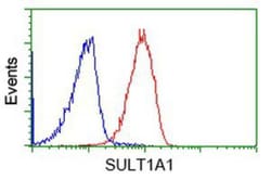 Cytosolic Sulfotransferase 1A1/SULT1A1 Antibody (OTI9B7), Novus Biologicals 0.1 mL | Buy Online | Novus Biologicals | Fisher Scientific