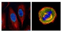 SUMO1 Antibody, Novus Biologicals 0.1mL; Unlabeled:Antibodies, Polyclonal