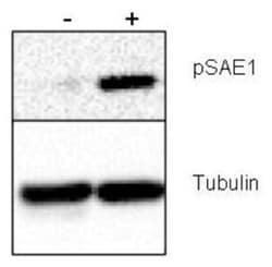 SUMO Activating Enzyme E1 (SAE1), p Ser185 Antibody, Novus Biologicals