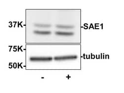 SUMO Activating Enzyme E1 (SAE1) Antibody, Novus Biologicals 100ug:Antibodies,