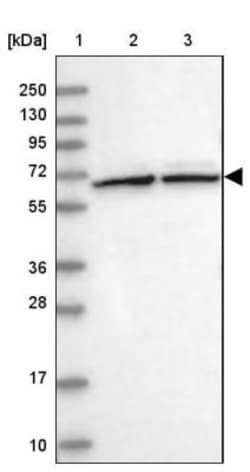 SUMO-interacting Motif (SIM) Antibody, Novus Biologicals 0.1mL; Unlabeled:Antibodies,