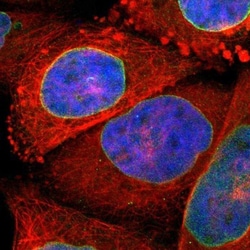 SUN1 Antibody, Novus Biologicals:Antibodies:Primary Antibodies