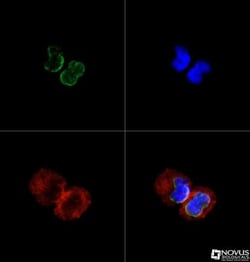 SUN1 Antibody, Novus Biologicals:Antibodies:Primary Antibodies