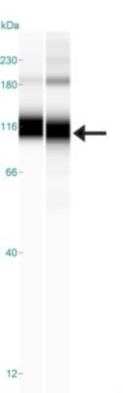 SUN1 Antibody, Novus Biologicals:Antibodies:Primary Antibodies