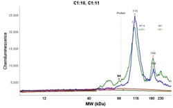 SUN1 Antibody, Novus Biologicals:Antibodies:Primary Antibodies