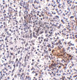 SUR-8 Antibody - BSA Free, Novus Biologicals 0.1mg; Unlabeled:Antibodies,