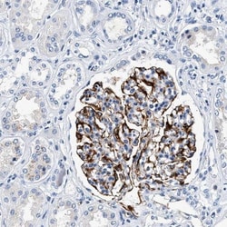 SURF5 Antibody, Novus Biologicals 25 &mu;L; Unlabeled:Antibodies, Polyclonal