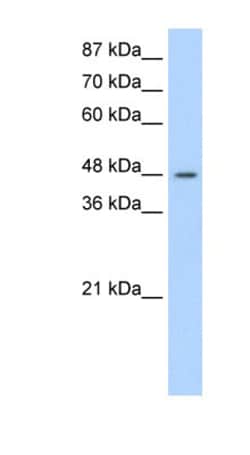 Surf6 Antibody, Novus Biologicals 100&mu;L; Unlabeled:Antibodies, Polyclonal
