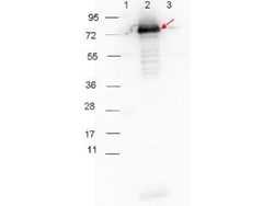 Surface Lipoprotein p27 Antibody, Novus Biologicals 0.1mg; Unlabeled:Antibodies,