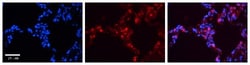 SP-B/Surfactant Protein B Antibody, Novus Biologicals 0.05mg; Unlabeled:Antibodies,