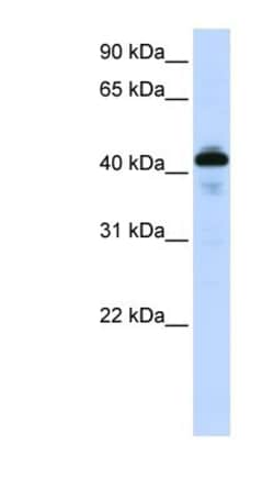 SP-B/Surfactant Protein B Antibody, Novus Biologicals 0.05mg; Unlabeled:Antibodies,