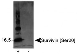 Survivin, p Ser20 Antibody - BSA Free, Novus Biologicals 0.1mL; Unlabeled:Antibodies,