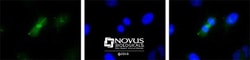 Survivin Antibody (60.11) - Unpurified, Novus Biologicals 0.1mL; Unlabeled:Antibodies,