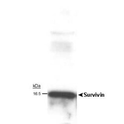 Survivin Antibody (60.11) - Unpurified, Novus Biologicals 0.1mL; Unlabeled:Antibodies,