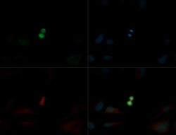 Survivin, p Ser20 Antibody - BSA Free, Novus Biologicals 0.1mL; Unlabeled:Antibodies,