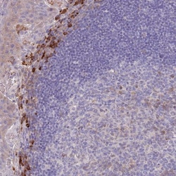 SUSD1 Antibody, Novus Biologicals 25ul | Buy Online | Novus Biologicals | Fisher Scientific