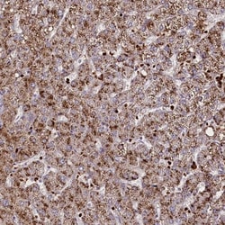 SUSD3 Antibody, Novus Biologicals 25 &mu;L; Unlabeled:Antibodies, Polyclonal