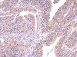 SUV3L1 Antibody (244), Novus Biologicals 0.1mL; Unlabeled:Antibodies, Monoclonal