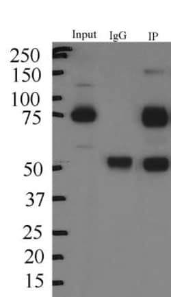 SV2A Antibody, Novus Biologicals 25 &mu;L; Unlabeled:Antibodies, Polyclonal