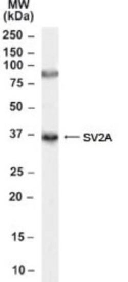 SV2A Antibody, Novus Biologicals 0.1mg; Unlabeled:Antibodies, Polyclonal
