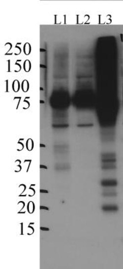 SV2A Antibody, Novus Biologicals 25 &mu;L; Unlabeled:Antibodies, Polyclonal