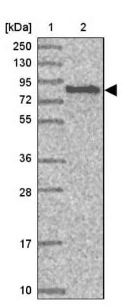 SV2B Antibody, Novus Biologicals 25 &mu;L, Unlabeled:Anticorps, Polyclonal