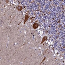 SV2C Antibody, Novus Biologicals:Antibodies:Primary Antibodies